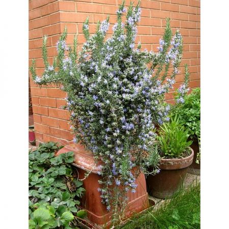 Rosemary prostratus - Photo by Petar43 (CC BY-SA 3.0)