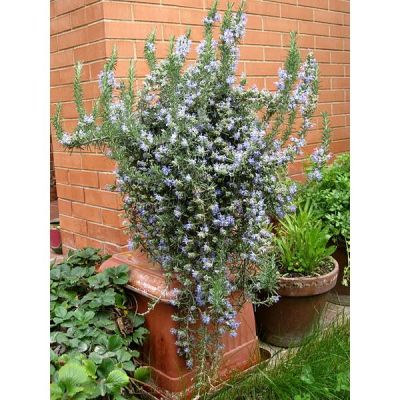 Rosemary prostratus - Photo by Petar43 (CC BY-SA 3.0)