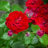 Roses