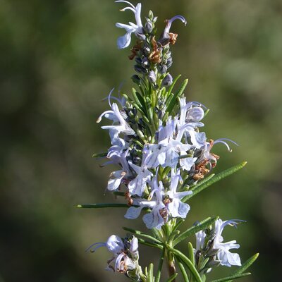 Rosmarinus 'Capri' - Image by Marc Pascual from Pixabay 
