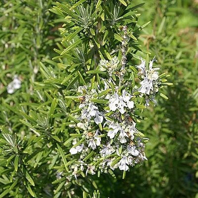 Rosmarinus 'Miss Jessopp's Upright - Photo by David J. Stang (CC BY-SA 4.0)