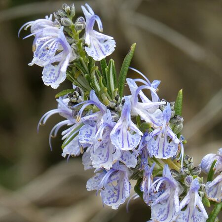 Rosmarinus 'Sissinghurst Blue' - Image by Marc Pascual from Pixabay 