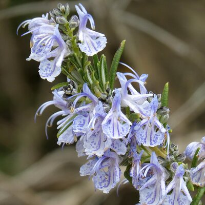 Rosmarinus 'Sissinghurst Blue' - Image by Marc Pascual from Pixabay 