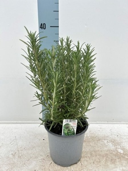 Rosmarinus Officinalis - Image courtesy of Impulse Plants