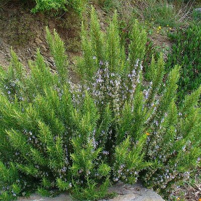Rosmarinus officinalis (19cm pot)