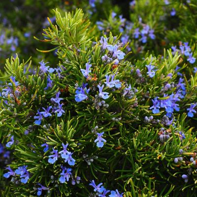 Rosmarinus Officinalis (Rosemary) (1.4L pot)