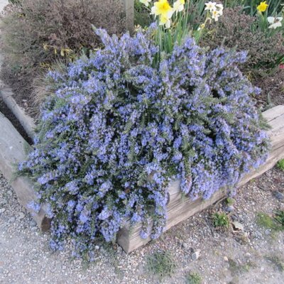 Rosmarinus Officinalis Prostrata - Photo by Leonora (Ellie) Enking (CC BY-SA 2.0)