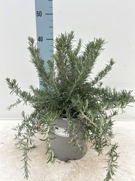 Rosmarinus Prostratus - Image courtesy of Impulse Plants