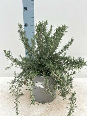 Rosmarinus Prostratus - Image courtesy of Impulse Plants