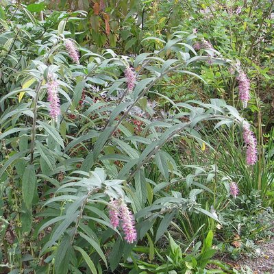 Rostrinucula dependens - Photo by peganum (CC BY-SA 2.0)