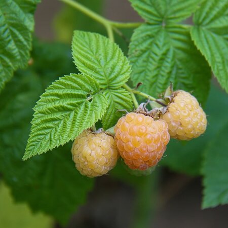 Rubus 'Golden Everest' - Image by Pat from Pixabay