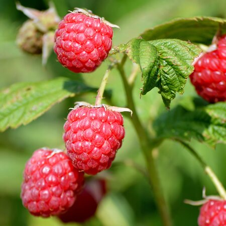 Rubus id. 'Autumn First' - Image by Frauke Riether from Pixabay 