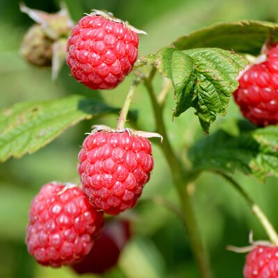 Rubus id. 'Autumn First' - Image by Frauke Riether from Pixabay 