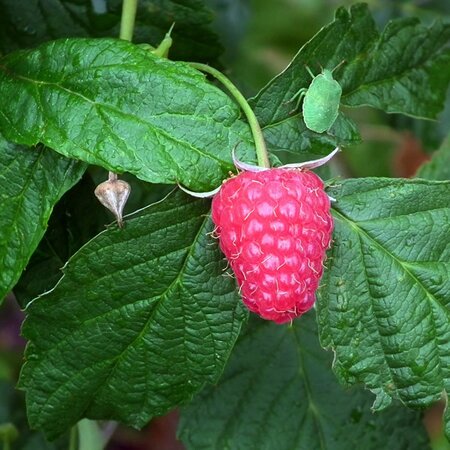 Rubus idaeus 'Autumn Belle'® - Image by Teodor Buhl from Pixabay 