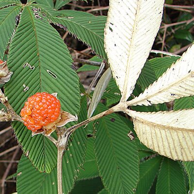 Rubus lineatus - Photo by By Dick Culbert (CC By-SA 2.0)