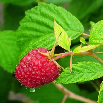 Rubus Malling Jewel