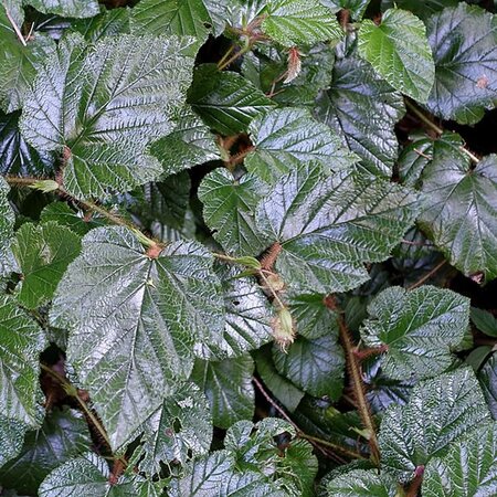 Rubus Tricolor - Photo by Daderot (CC0)