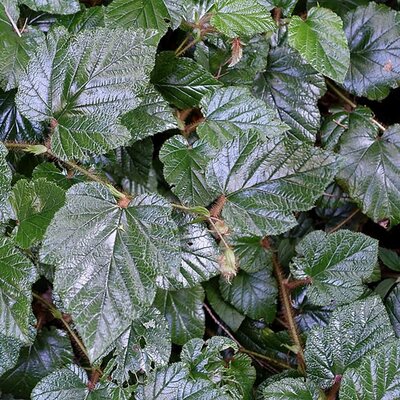 Rubus Tricolor - Photo by Daderot (CC0)
