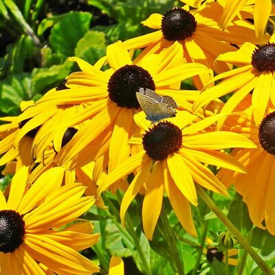 Rudbeckia 'American Gold Rush' - Image by Teodor from Pixabay  