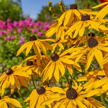 Rudbeckia 'Goldstrum' - Image by Erik Karits from Pixabay 