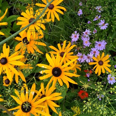 Rudbeckia 'Goldstrum' ..Aster 'Little Carlow' ... Foeniculum vulgare (common fennel) & Geum 'Totally tangerine' - Photo by Brendan Dean (Ardcarne Garden Centre)