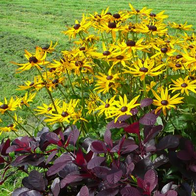 Rudbeckia “Goldstrum” - Photo by RY (Ardcarne)