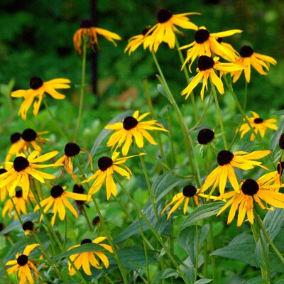 Rudbeckia “Goldsturm” - Photo by manuel m. v. (CC BY-SA 2.0)