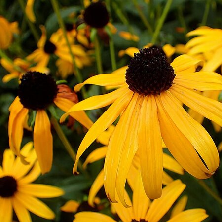 Rudbeckia 'Goldsturm' - Photo by Krzysztof Ziarnek, Kenraiz (CC BY-SA 4.0)