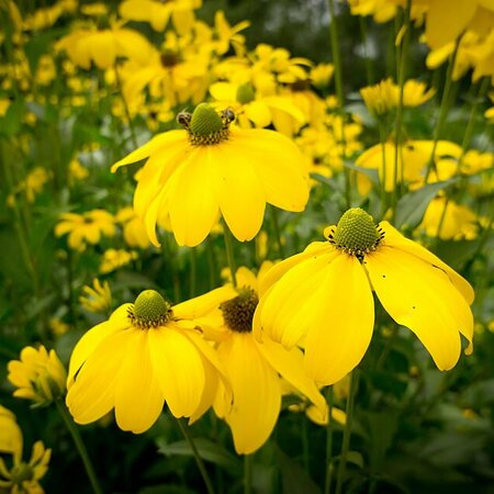 Rudbeckia 'Herbstonne' - Photo by Sander van der Wel (CC BY-SA 2.0)
