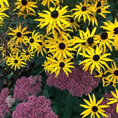 Rudbeckia “Little Gold Star” - Photo by daryl_mitchell (CC BY-SA 2.0)