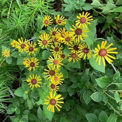 Rudbeckia 'Little Henry' - Photo by Ron Frazier (CC BY-SA 2.0)