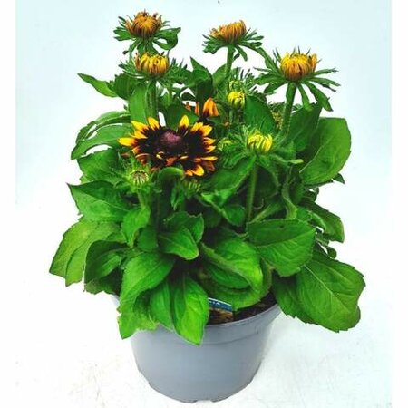 Rudbeckia 'Rudy Mini Yellow Black' - 