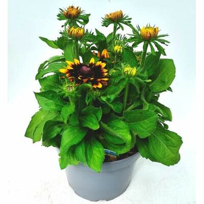 Rudbeckia 'Rudy Mini Yellow Black' - 