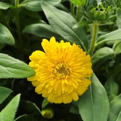 Rudbeckia 'Isabella' - Image courtesy of Tully Nurseries