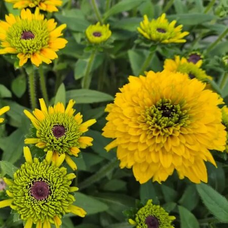 Rudbeckia 'Noa' - Image courtesy of Tully Nurseries