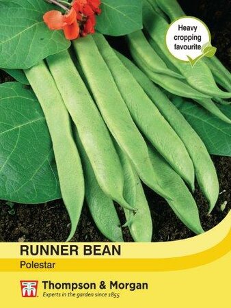 Runner Bean Polestar - image 1
