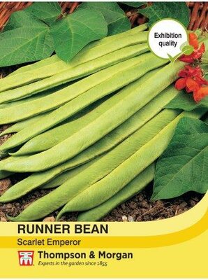 Runner Bean Scarlet Emperor - image 1
