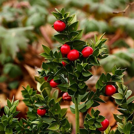 Ruscus Aculeatus 'John Redmond' - Photo by Dominicus Johannes Bergsma (CC BY-SA 4.0)