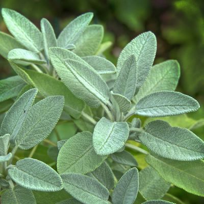 Sage - Image by Wolfgang Eckert from Pixabay 