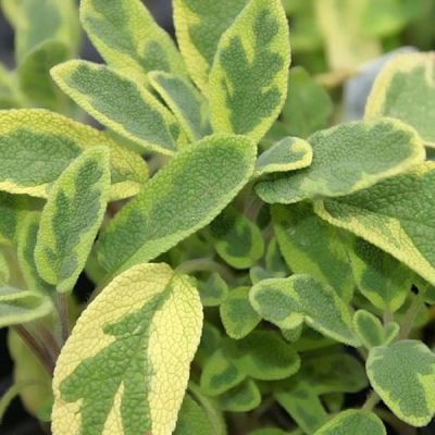 Sage “Golden” - Photo by David J. Stang (CC BY-SA 4.0)