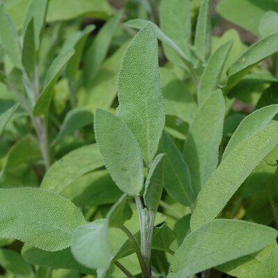 Sage Green - Image by Angela2017 from Pixabay 
