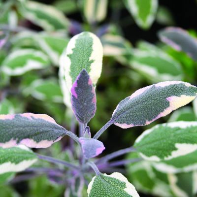 Sage 'Tricolor'  (9cm pot)