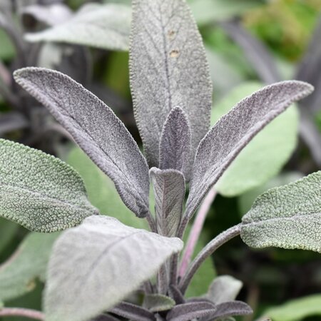 Sage Purple - Image courtesy of pxhere (CC0)