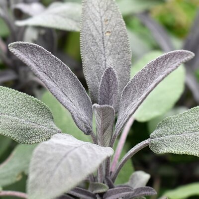 Sage Purple - Image courtesy of pxhere (CC0)