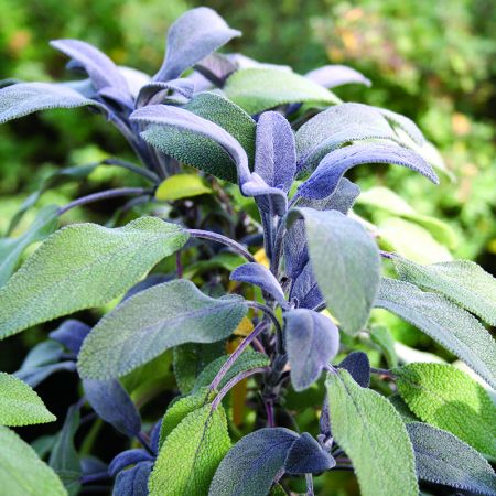 Sage purple (9cm pot)