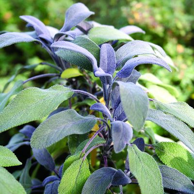 Sage purple (9cm pot)