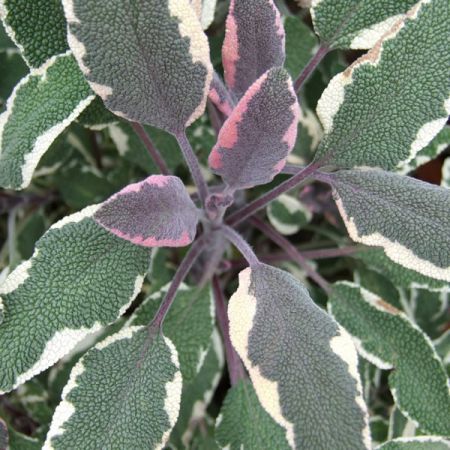 Sage Tricolor - Image by deluna from Pixabay 