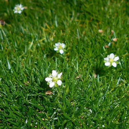 Sagina subulata "Senior" - Photo by Salicyna (CC BY-SA 4.0)