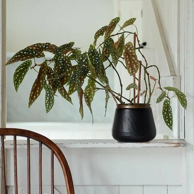 Sahara Sunset Plant Pot -Image courtesy of Burgon & Ball