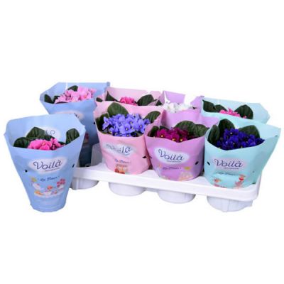 Saintpaulia mix  - Image courtesy of Pannebakker